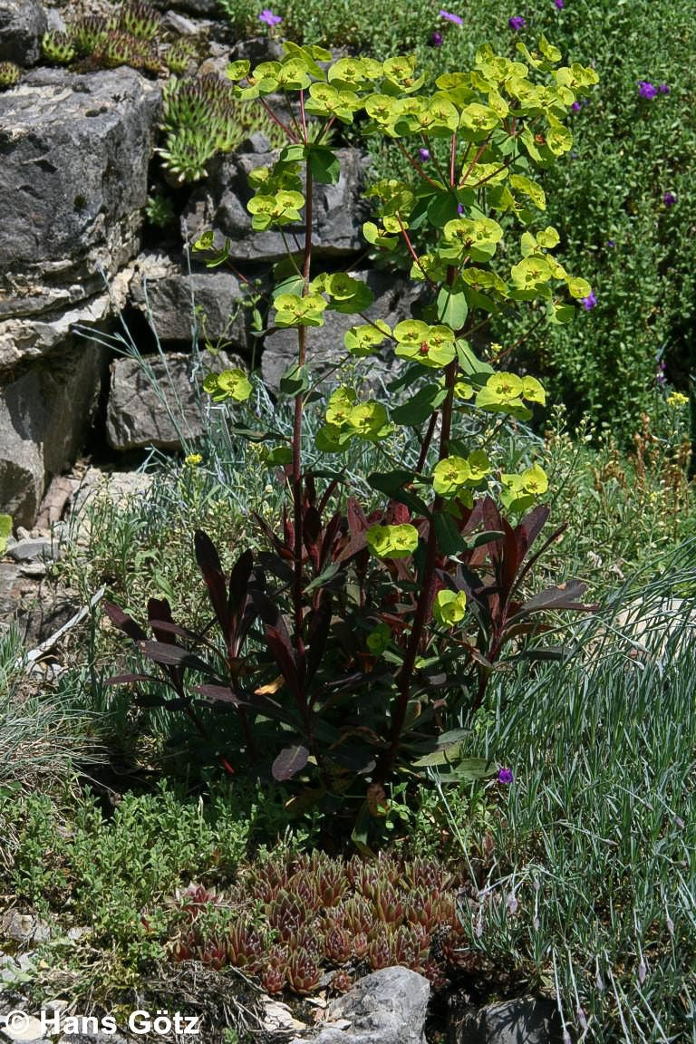 Mandelblättrige Wolfsmilch 'Purpurea' (Euphorbia amygdaloides)