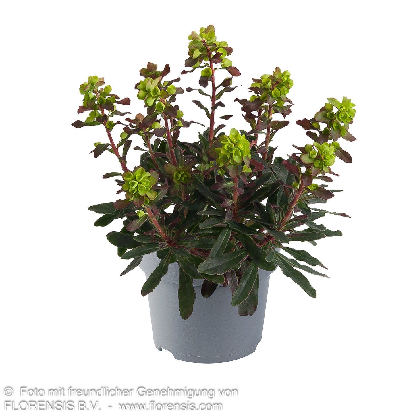 Mandelblättrige Wolfsmilch 'Purpurea' (Euphorbia amygdaloides)