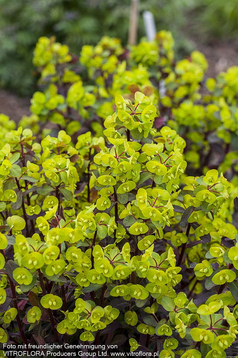 Mandelblättrige Wolfsmilch 'Purpurea' (Euphorbia amygdaloides)