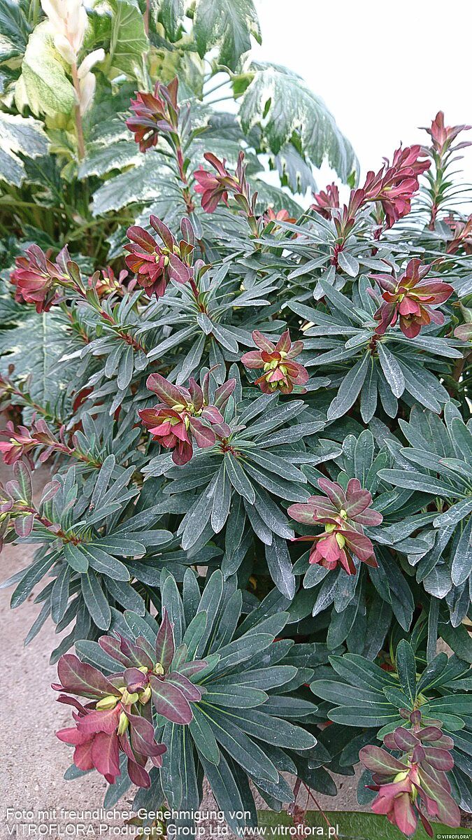 Mandelblättrige Wolfsmilch 'Purpurea' (Euphorbia amygdaloides)