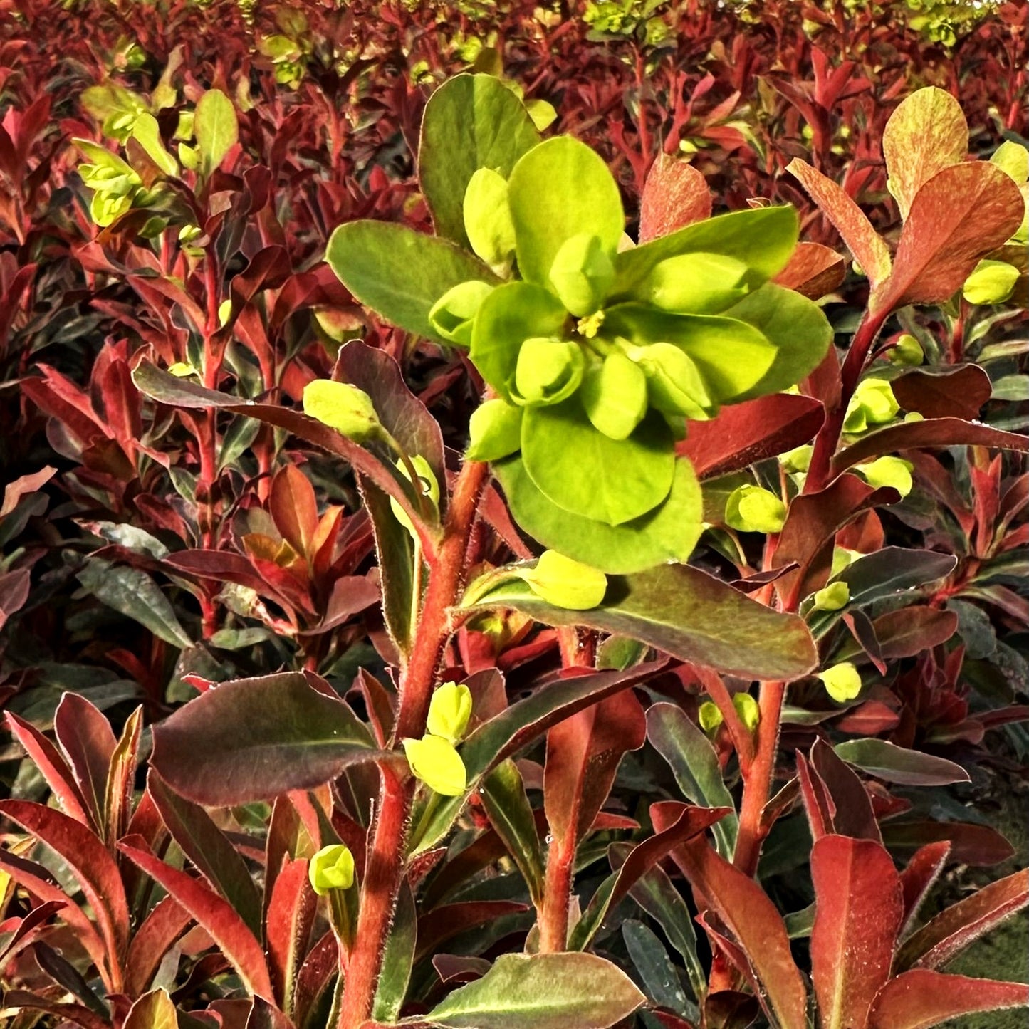Mandelblättrige Wolfsmilch 'Xenia' (Euphorbia amygdaloides)