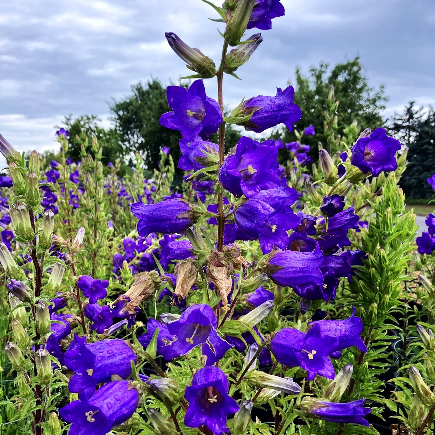 Marien-Glockenblume (Campanula medium, blau)