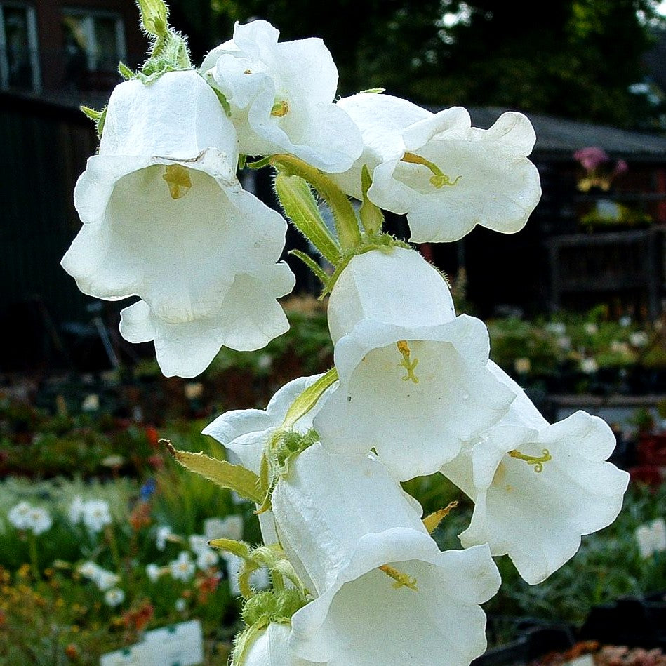 Marien-Glockenblume (Campanula medium, weiß)