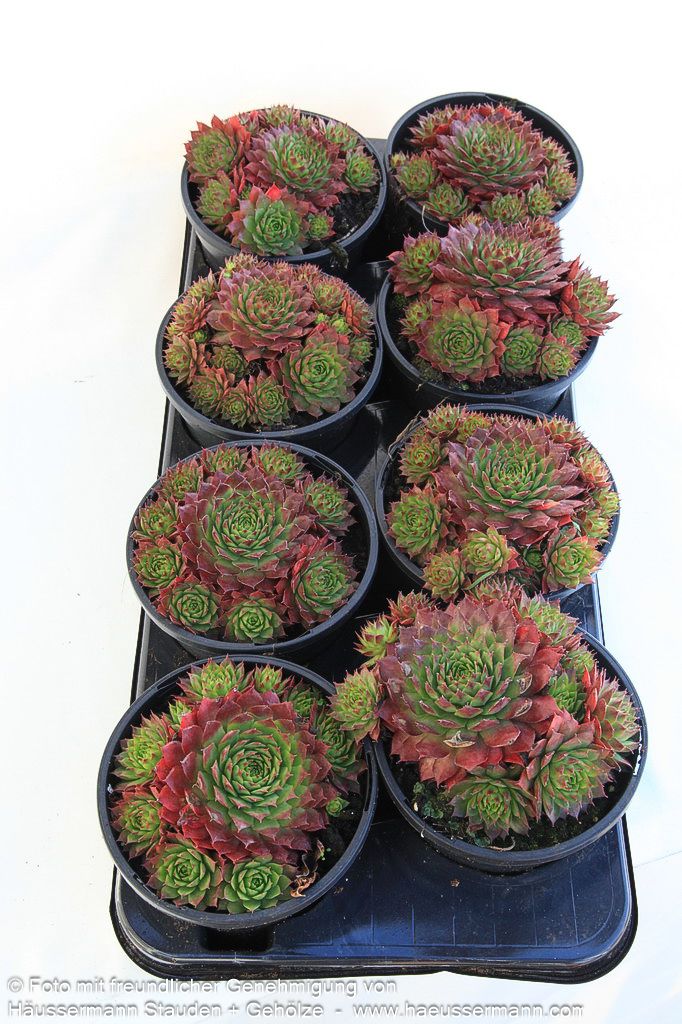 Marmorierte Steinrose 'Ornatum' (Sempervivum marmoreum)