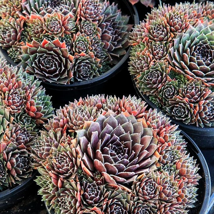 Marmorierte Steinrose 'Pilatus' (Sempervivum marmoreum)