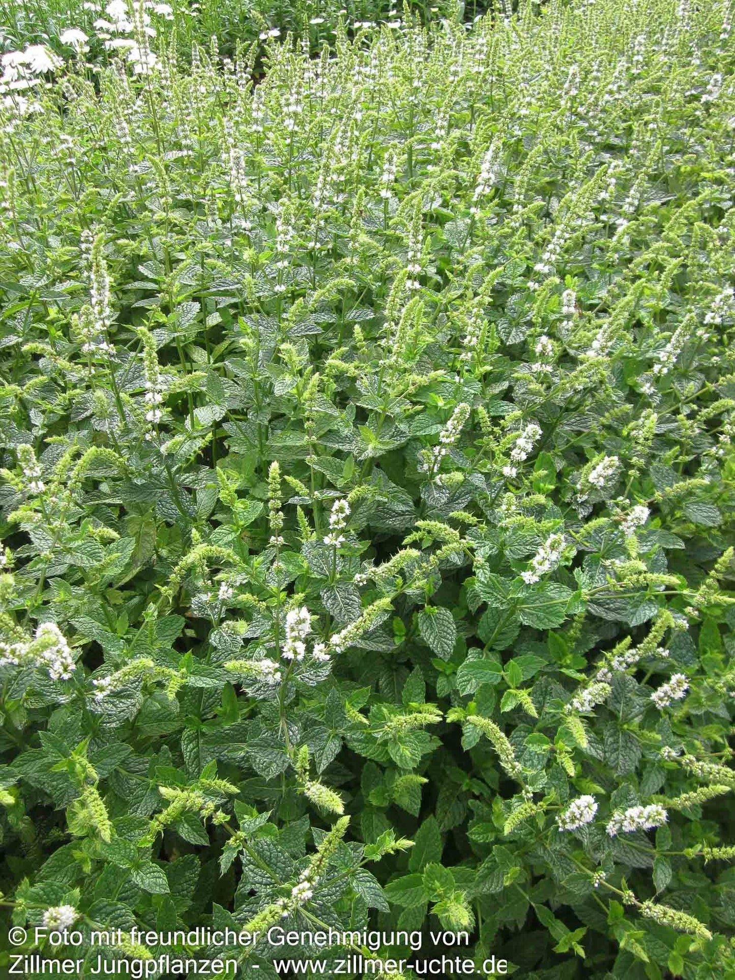 Marokkanische Minze 'Maroccan' (Mentha spicata)