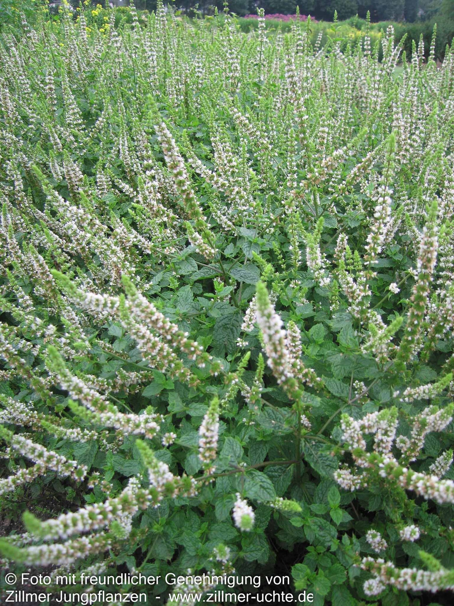 Marokkanische Minze 'Maroccan' (Mentha spicata)