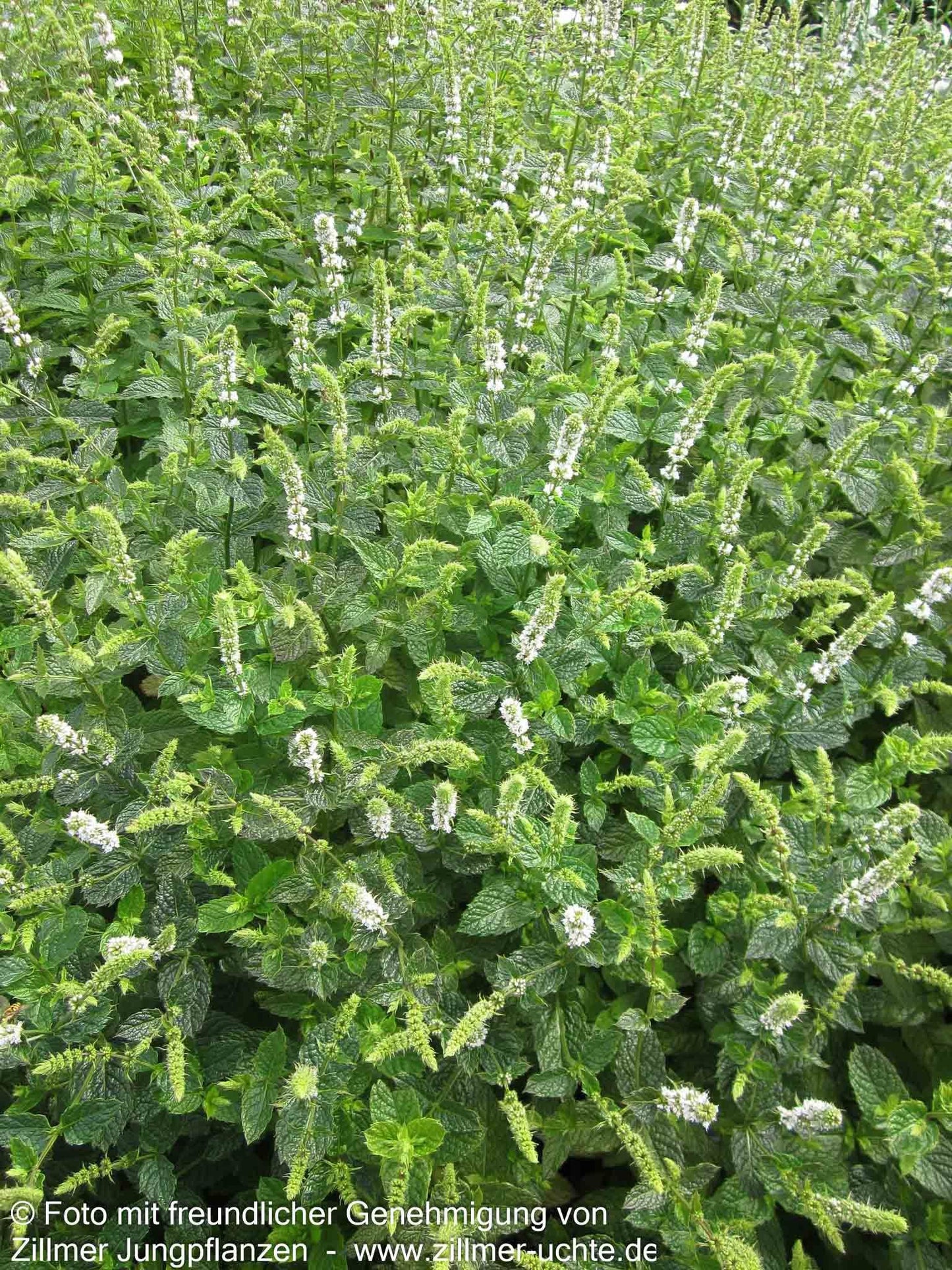 Marokkanische Minze 'Maroccan' (Mentha spicata)