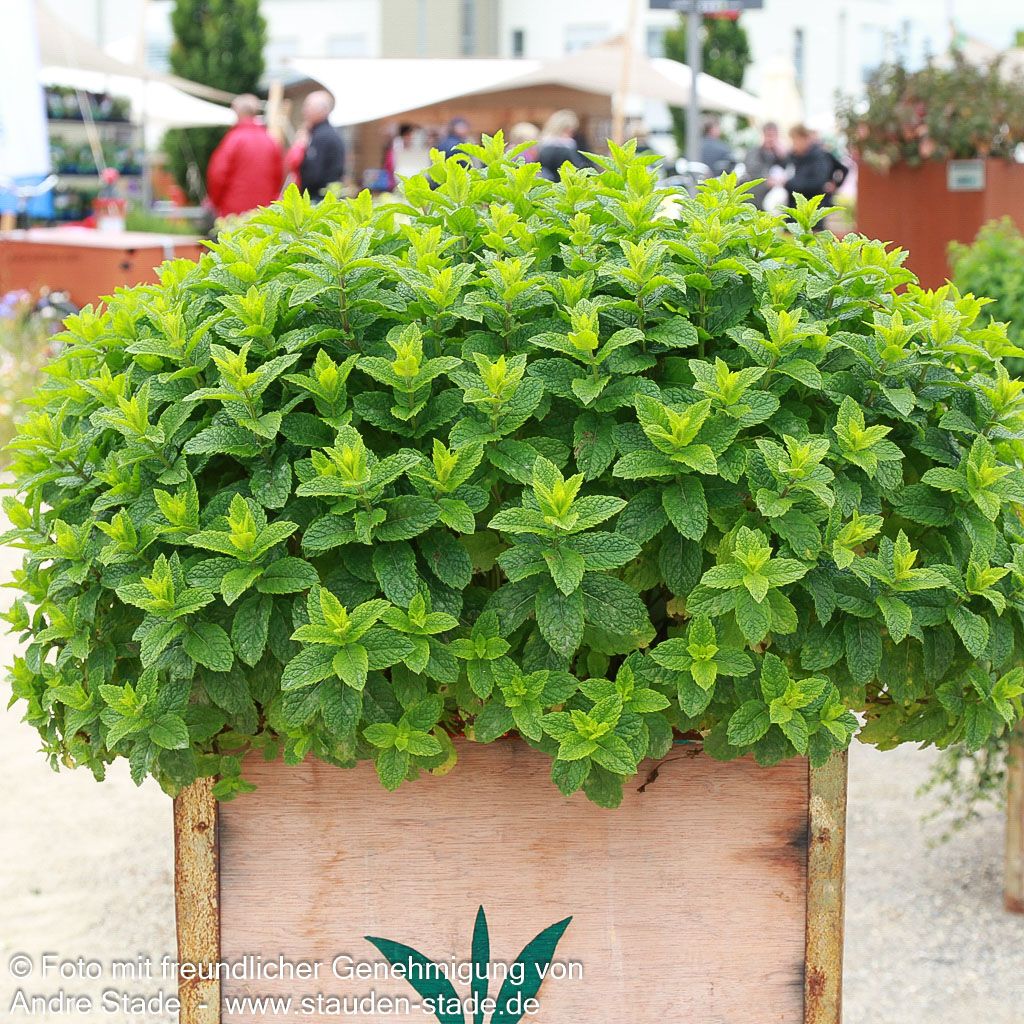 Marokkanische Minze 'Maroccan' (Mentha spicata)
