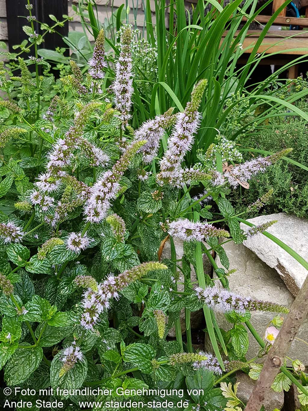 Marokkanische Minze 'Maroccan' (Mentha spicata)