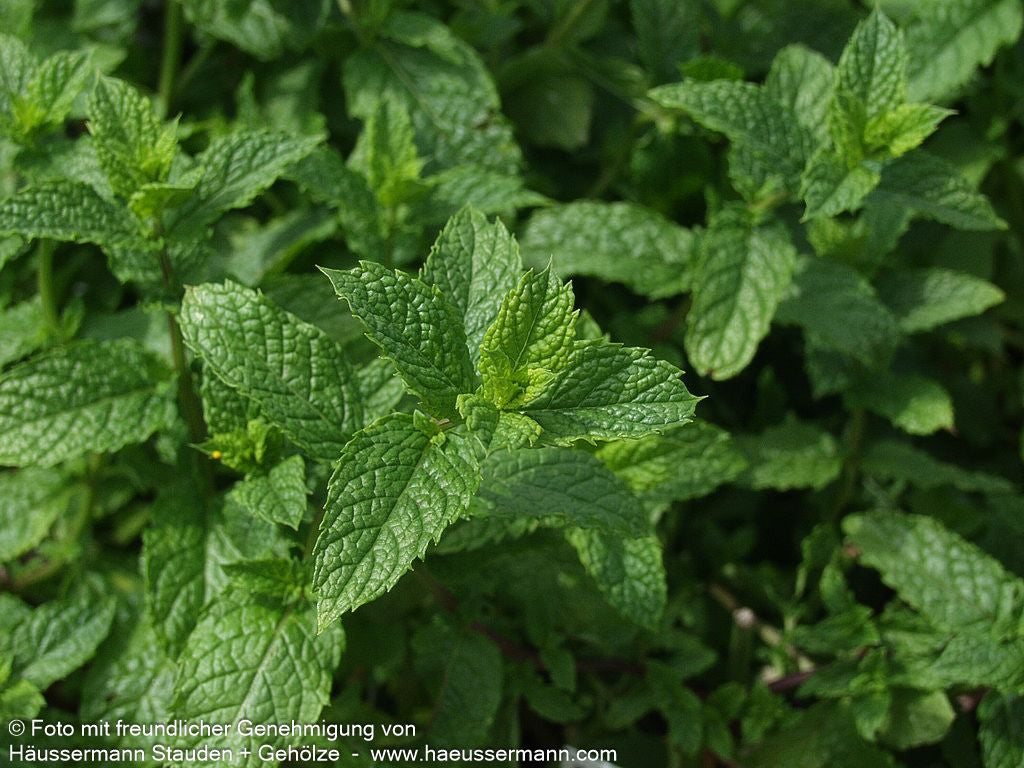 Marokkanische Minze 'Maroccan' (Mentha spicata)