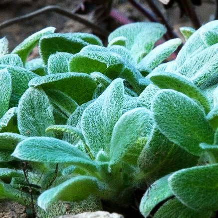 Matten-Woll-Ziest 'Silky Fleece' (Stachys byzantina)