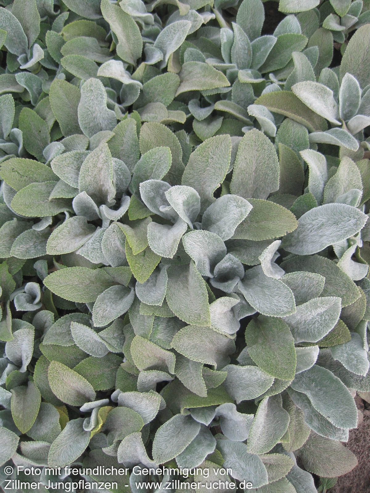 Matten-Woll-Ziest 'Silver Carpet' (Stachys byzantina)