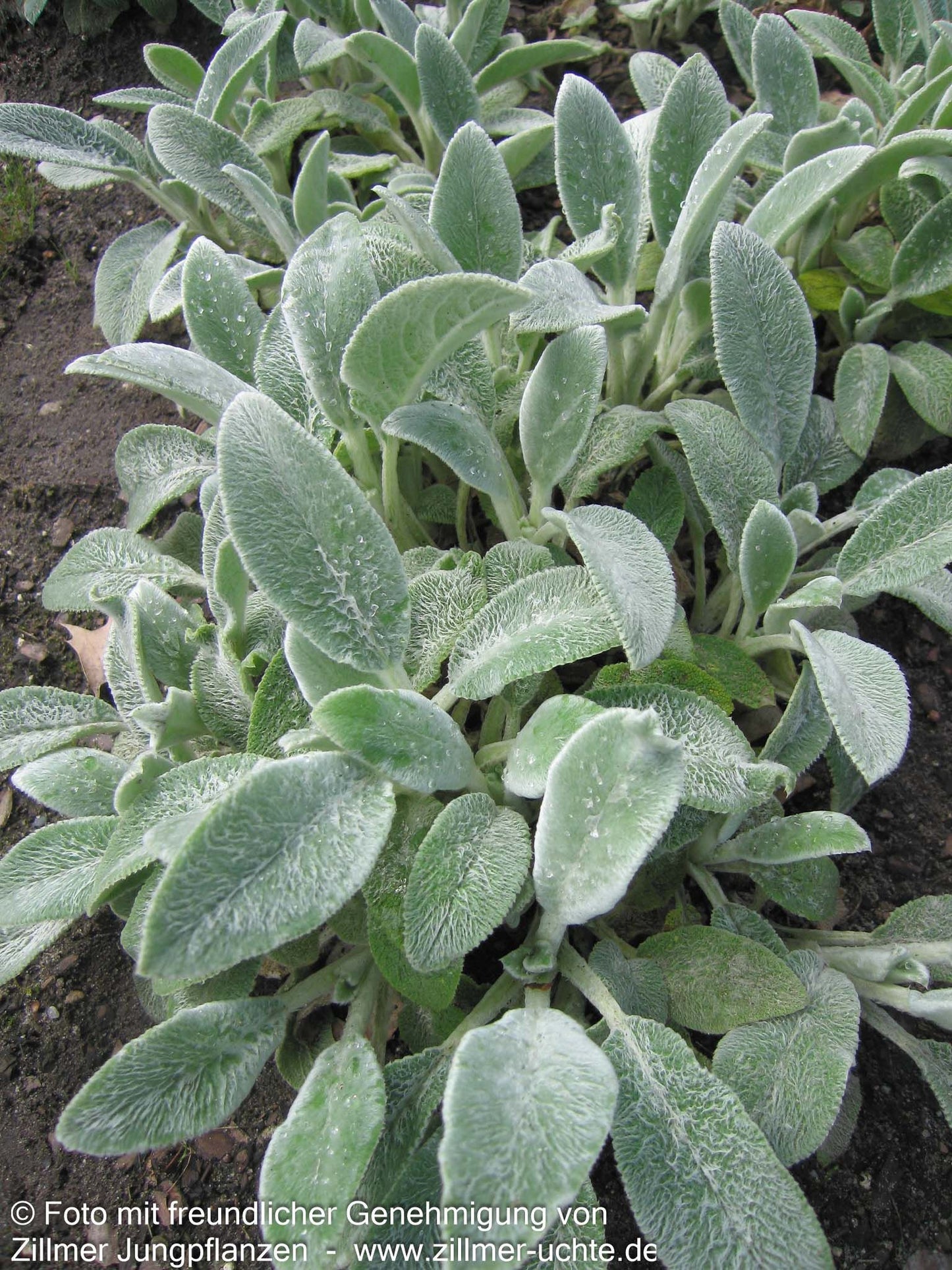 Matten-Woll-Ziest 'Silver Carpet' (Stachys byzantina)