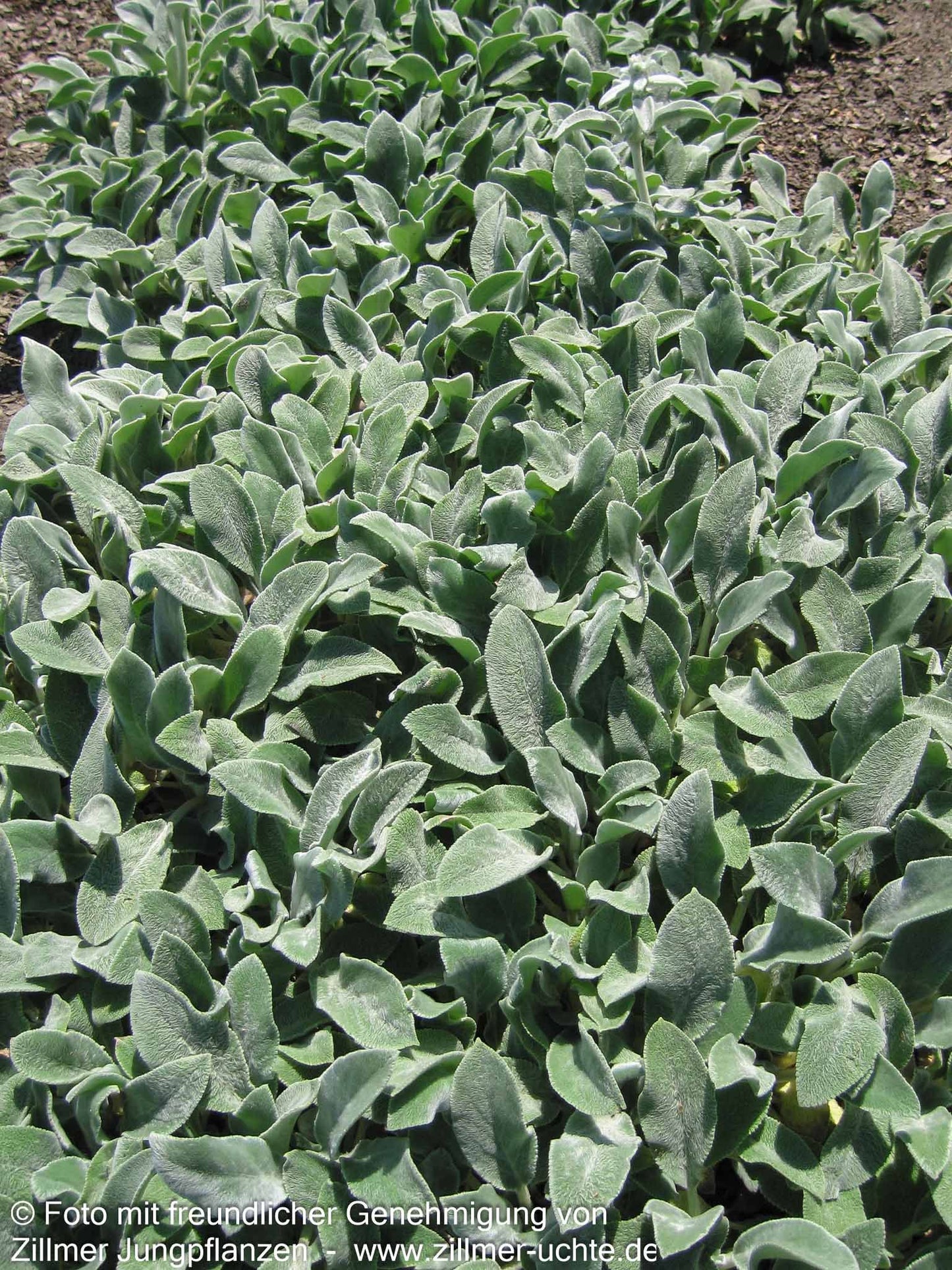 Matten-Woll-Ziest 'Silver Carpet' (Stachys byzantina)