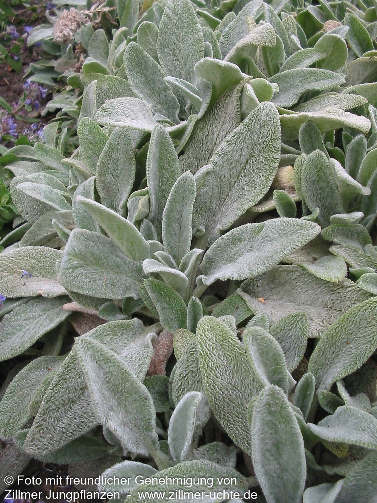 Matten-Woll-Ziest 'Silver Carpet' (Stachys byzantina)