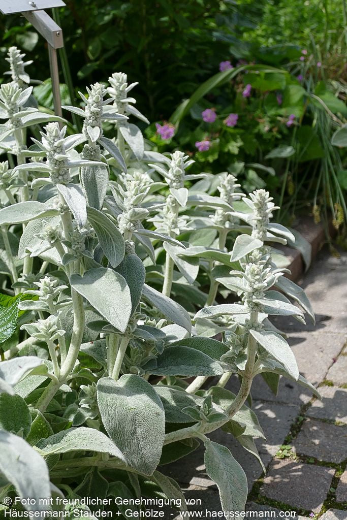 Matten-Woll-Ziest 'Silver Carpet' (Stachys byzantina)