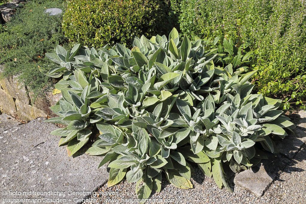 Matten-Woll-Ziest 'Silver Carpet' (Stachys byzantina)