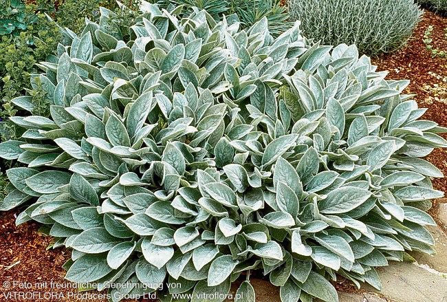 Matten-Woll-Ziest 'Silver Carpet' (Stachys byzantina)