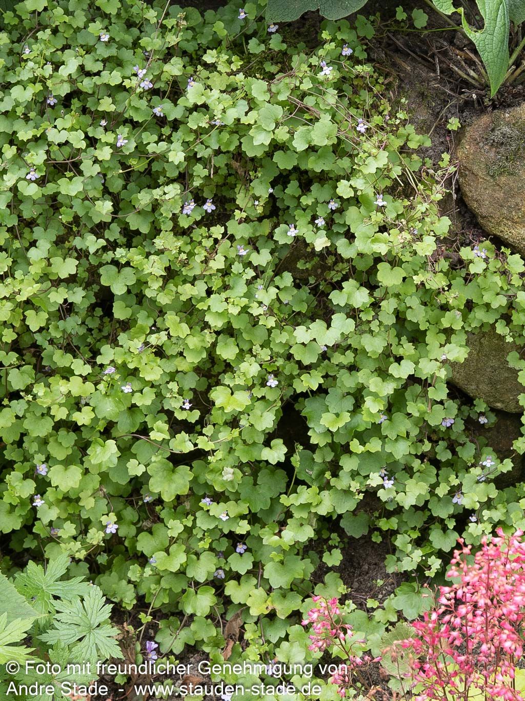 Mauer-Zimbelkraut (Cymbalaria muralis)