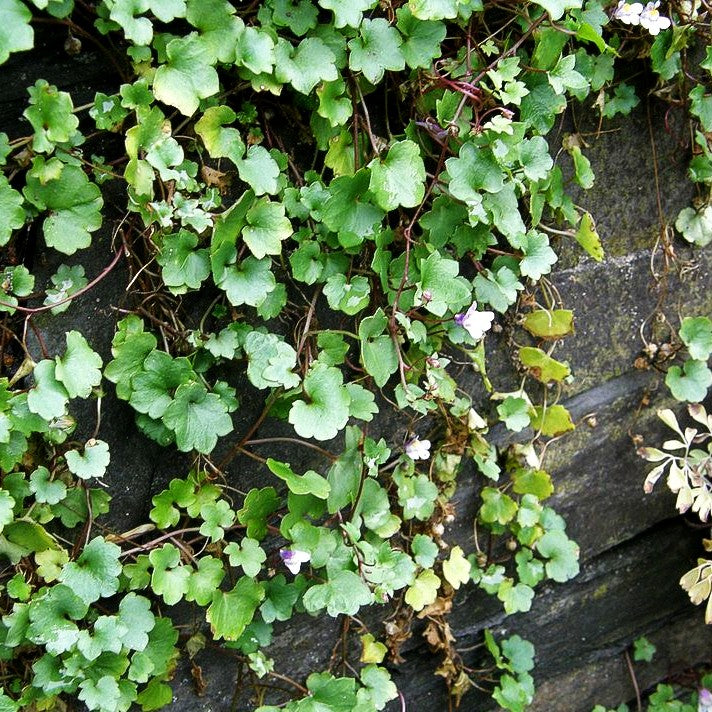 Mauer-Zimbelkraut (Cymbalaria muralis)