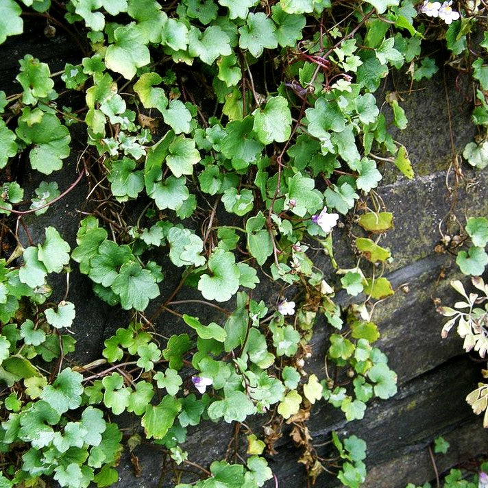 Mauer-Zimbelkraut (Cymbalaria muralis)