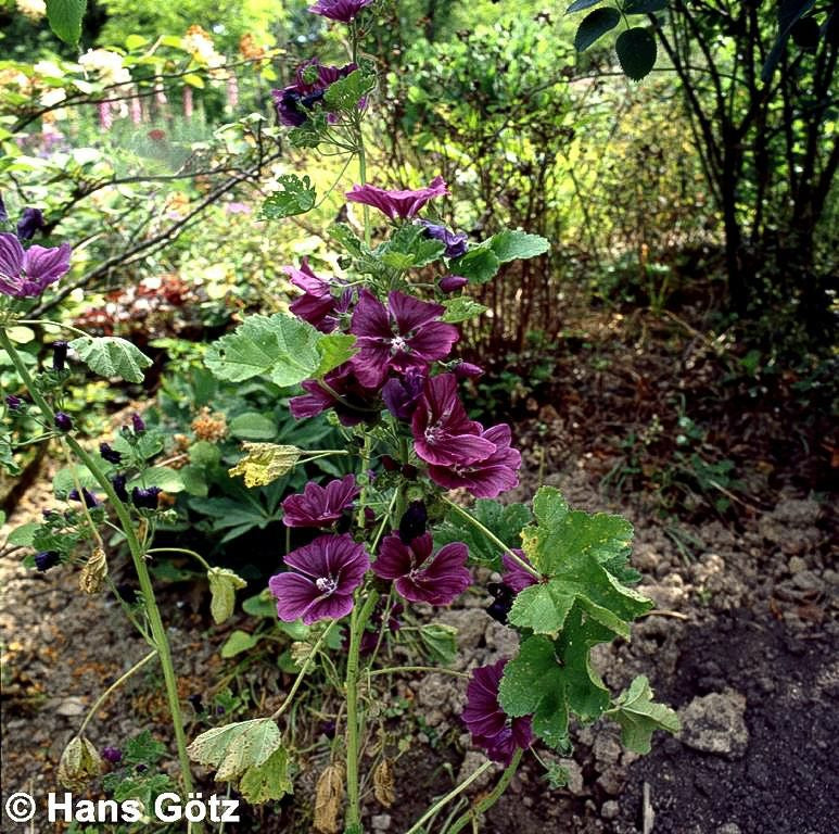 Mauretanische Malve (Malva sylvestris ssp.mauritiana)