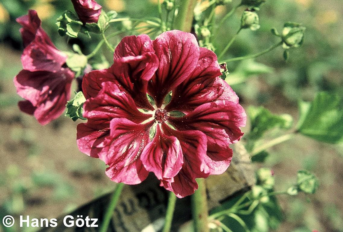 Mauretanische Malve (Malva sylvestris ssp.mauritiana)