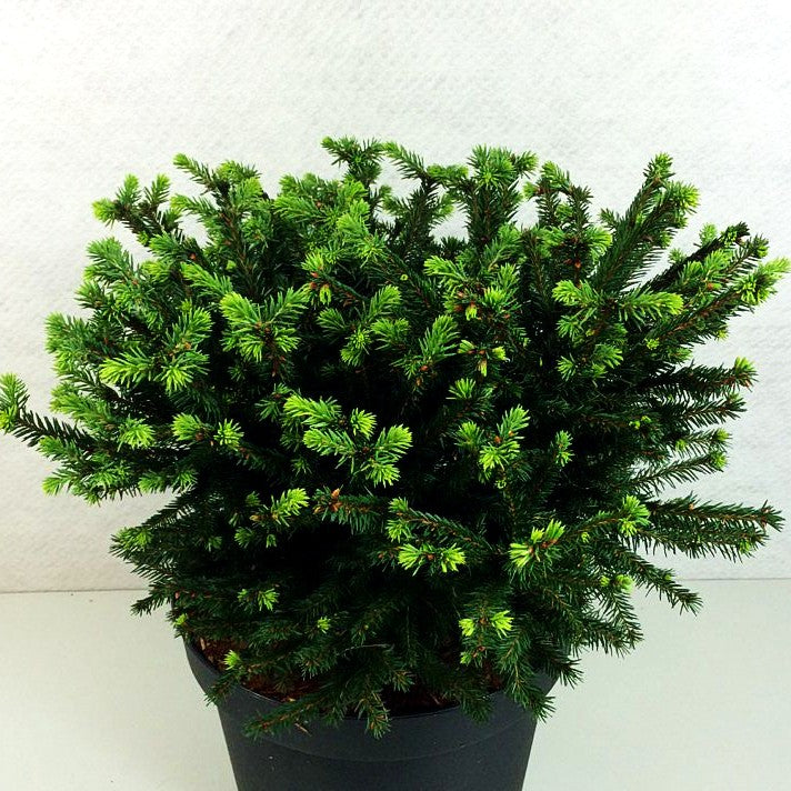Maxwell's Kissen-Fichte 'Maxwellii' (Picea abies)