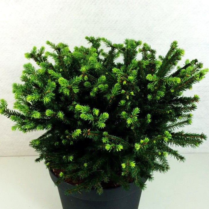 Maxwell's Kissen-Fichte 'Maxwellii' (Picea abies)