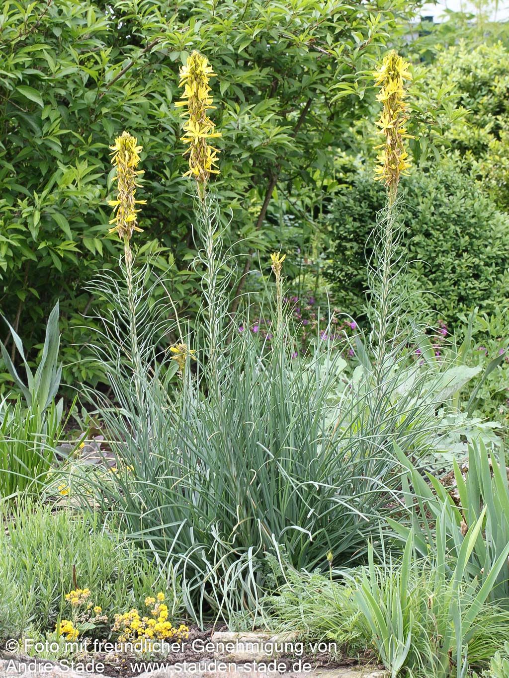 Mediterrane Junkerlilie (Asphodeline lutea)