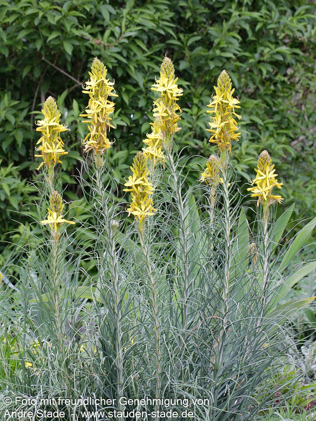 Mediterrane Junkerlilie (Asphodeline lutea)