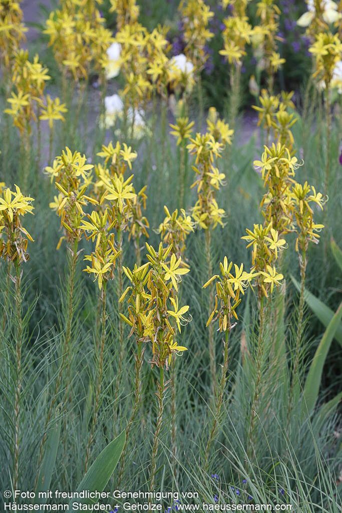 Mediterrane Junkerlilie (Asphodeline lutea)
