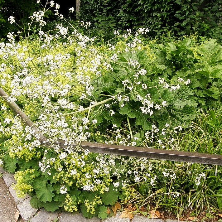 Meerkohl (Crambe cordifolia)