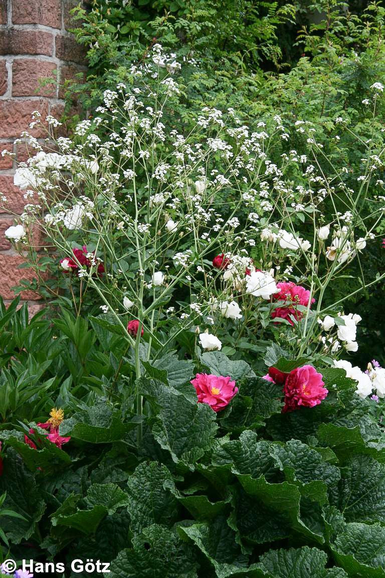 Meerkohl (Crambe cordifolia)