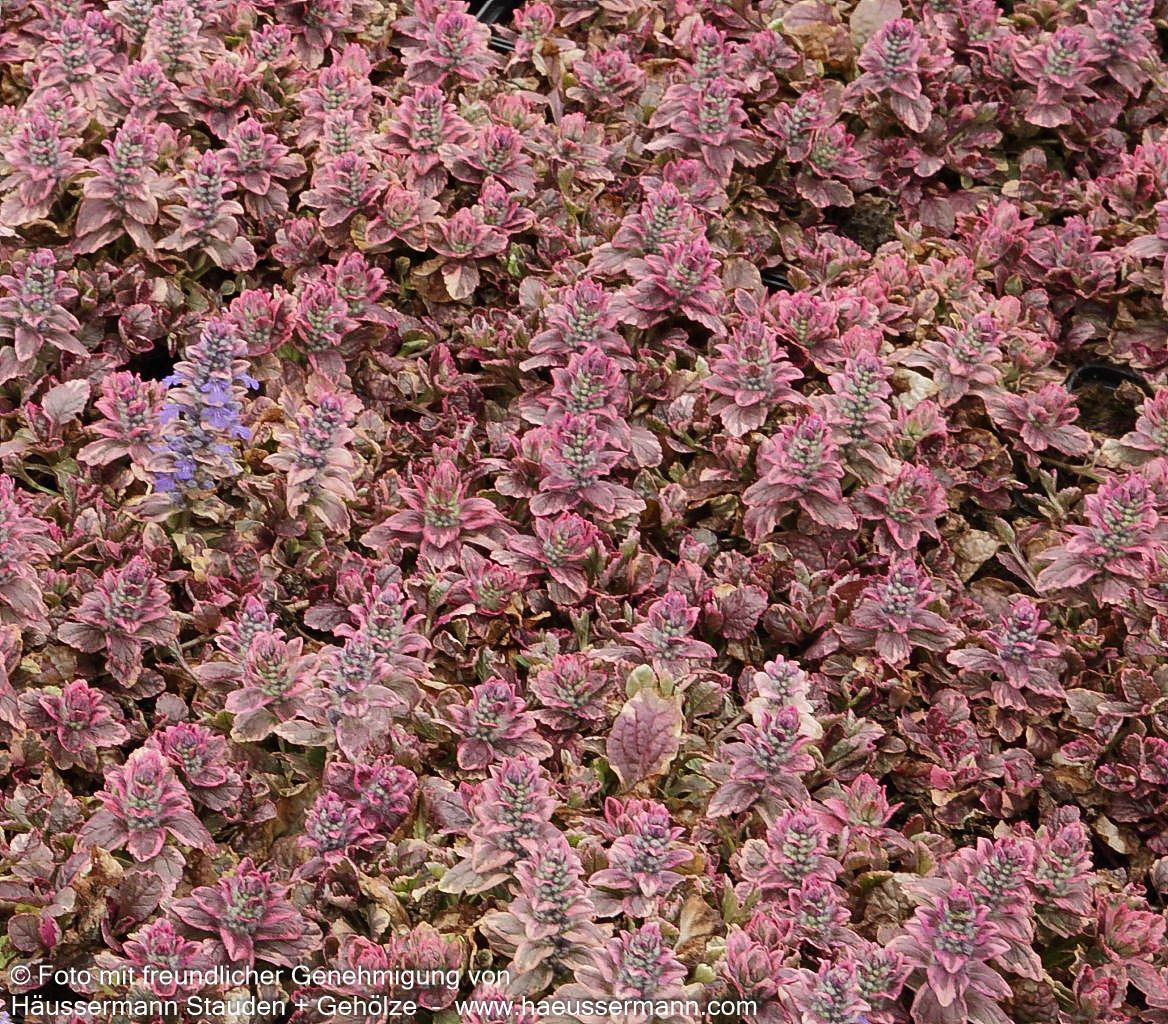 Mehrfarbiger Günsel 'Burgundy Glow' (Ajuga reptans)