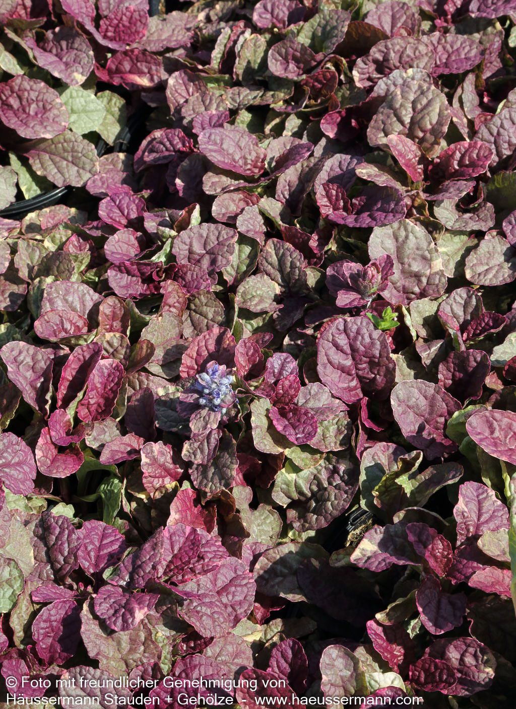 Mehrfarbiger Günsel 'Burgundy Glow' (Ajuga reptans)