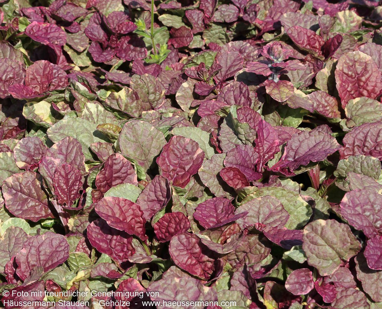 Mehrfarbiger Günsel 'Burgundy Glow' (Ajuga reptans)