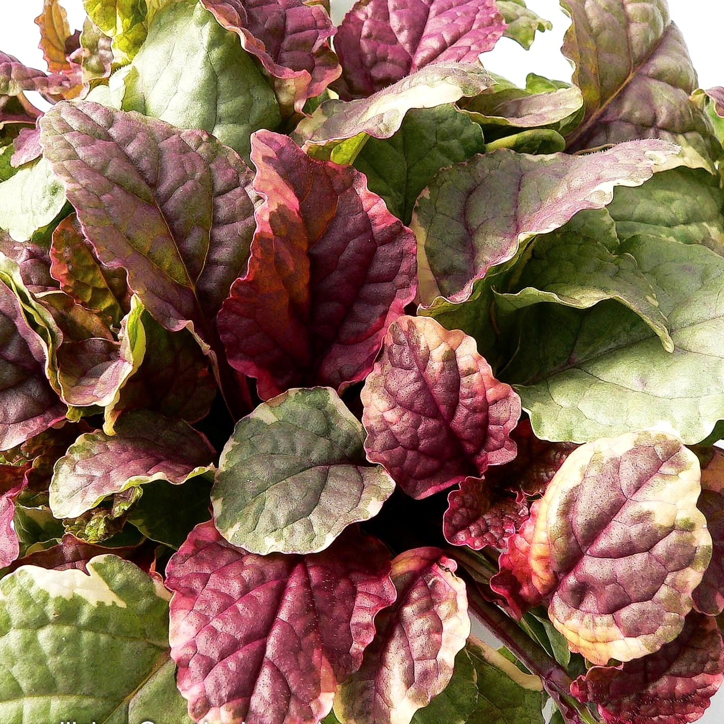 Mehrfarbiger Günsel 'Burgundy Glow' (Ajuga reptans)