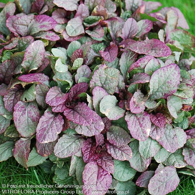 Mehrfarbiger Günsel 'Burgundy Glow' (Ajuga reptans)