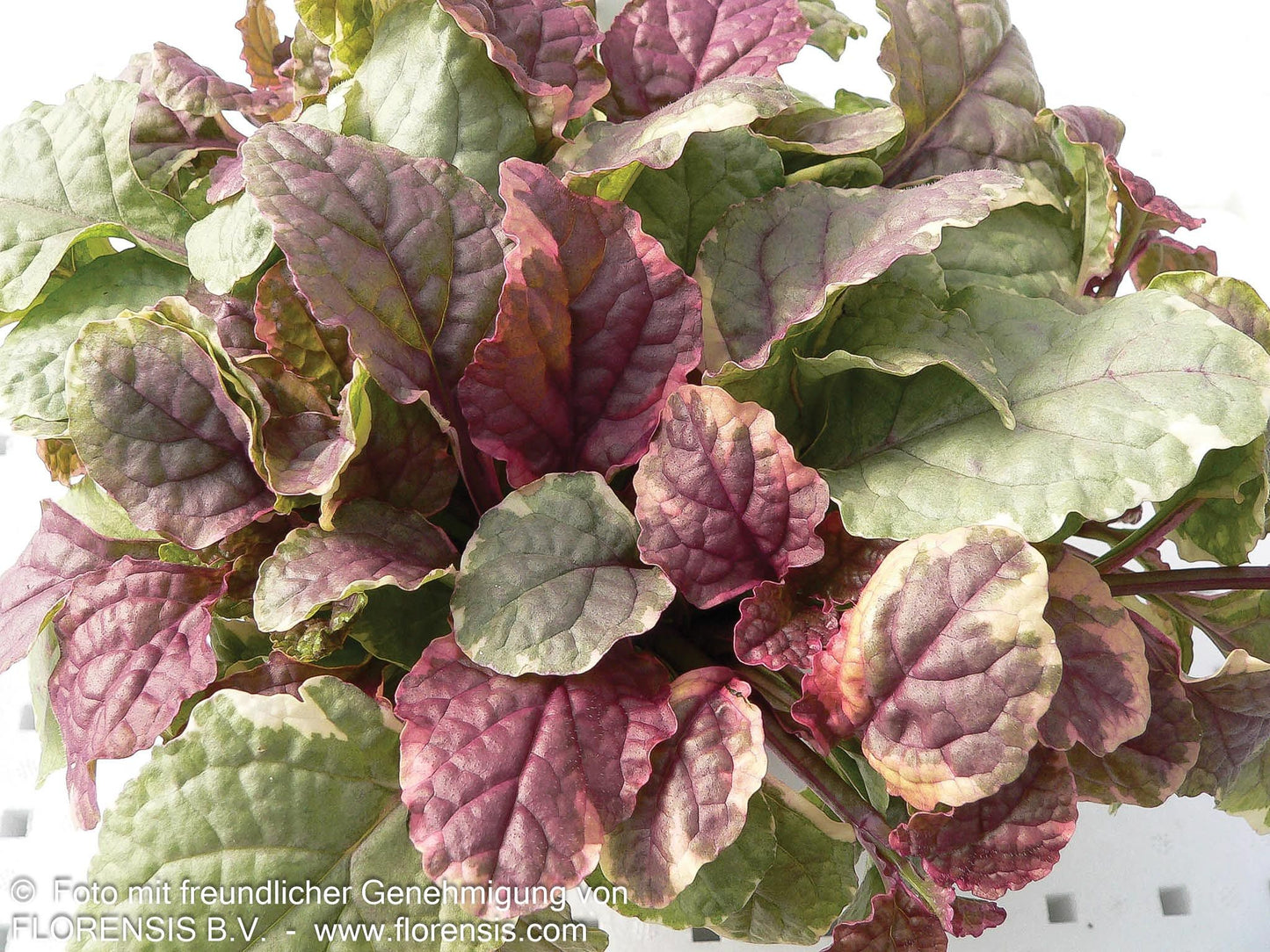 Mehrfarbiger Günsel 'Burgundy Glow' (Ajuga reptans)