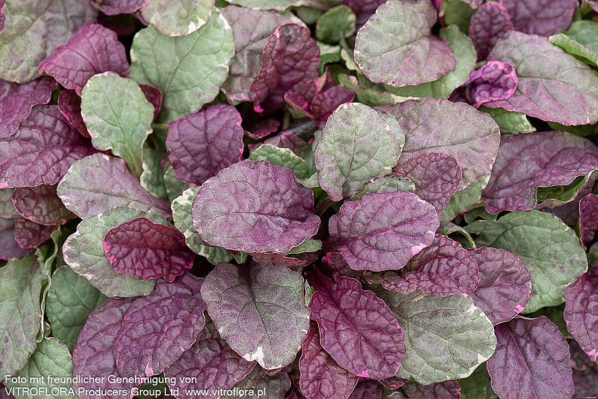 Mehrfarbiger Günsel 'Burgundy Glow' (Ajuga reptans)