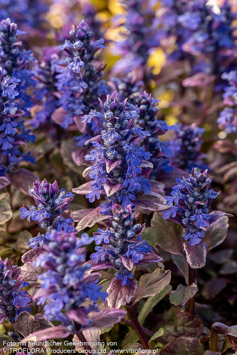 Mehrfarbiger Günsel 'Burgundy Glow' (Ajuga reptans)