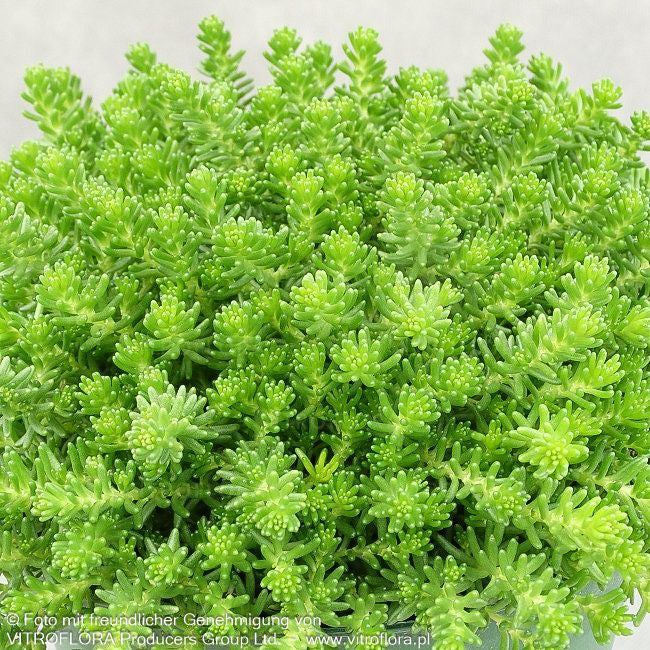Milder Mauerpfeffer (Sedum sexangulare)
