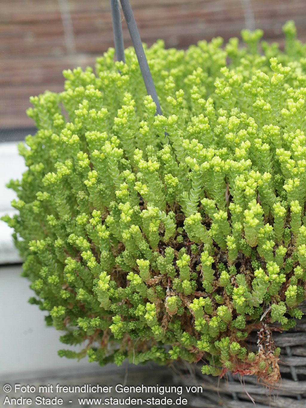 Milder Mauerpfeffer (Sedum sexangulare)