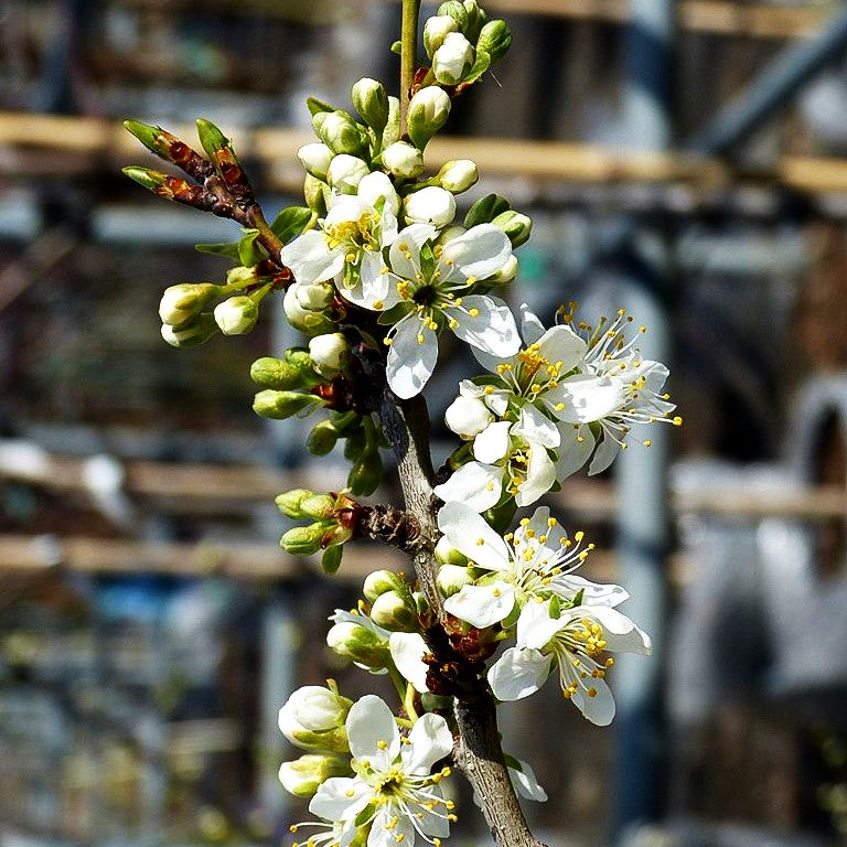 Mirabelle 'Miragrande' (Prunus syr.)