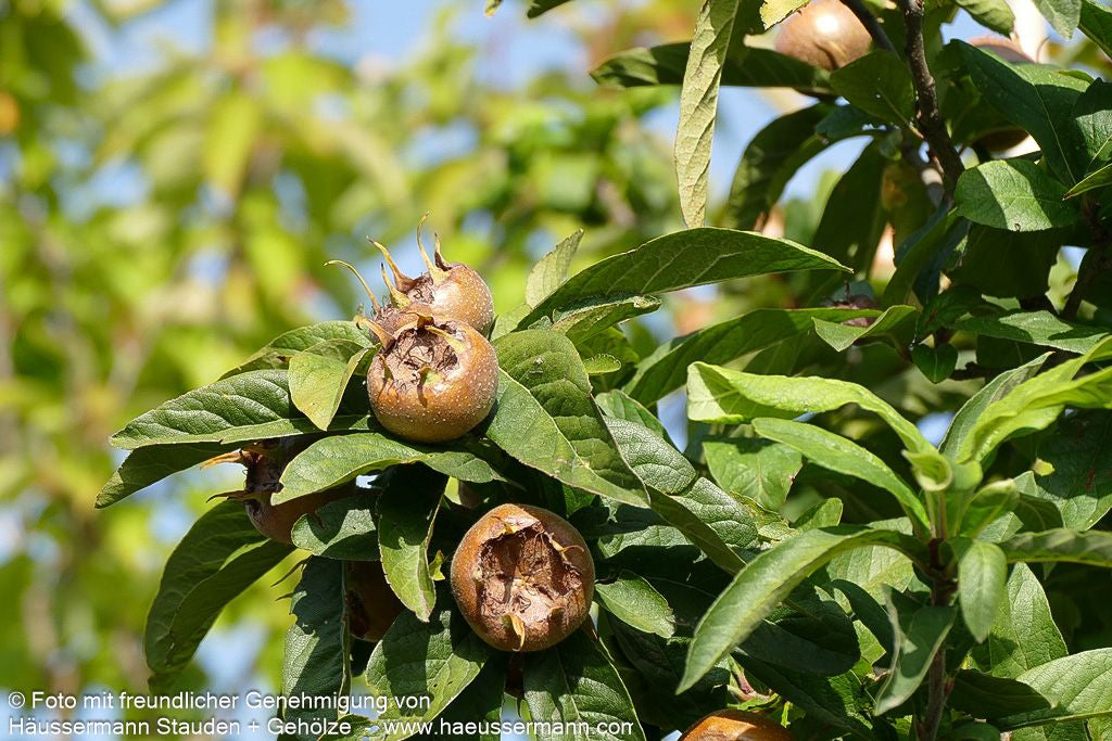 Mispel (Mespilus germanica)