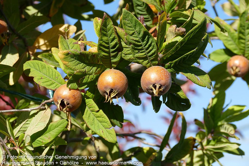 Mispel (Mespilus germanica)