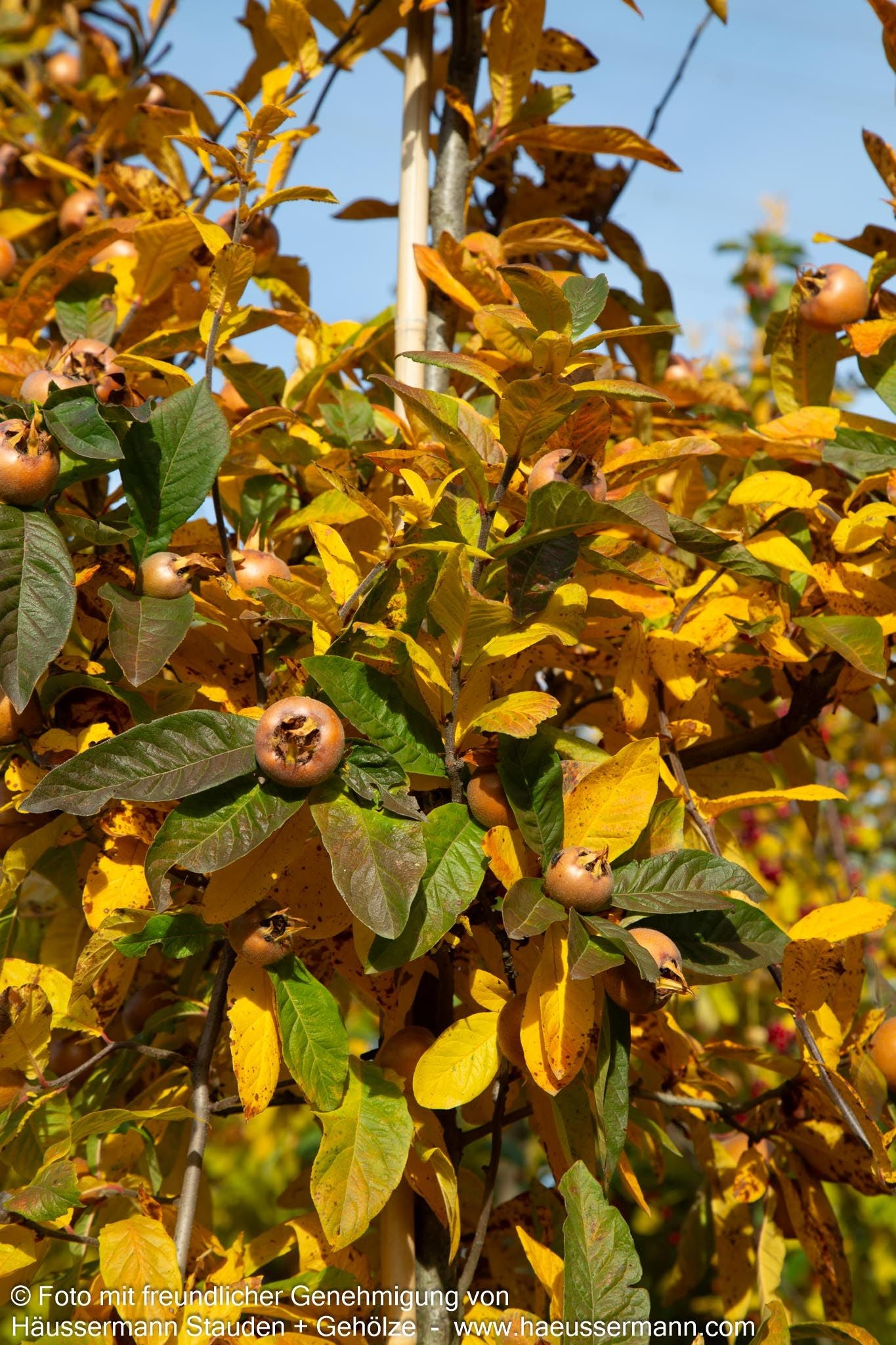 Mispel (Mespilus germanica)