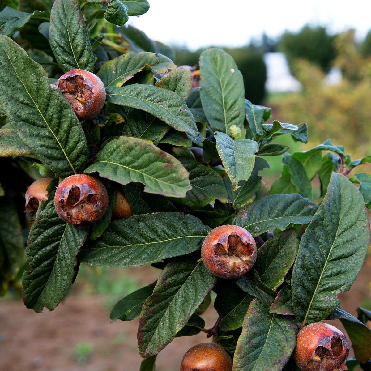 Mispel (Mespilus germanica)